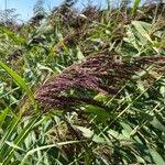 Attēlu rezultāti vaicājumam “Calamagrostis canescens fruit”