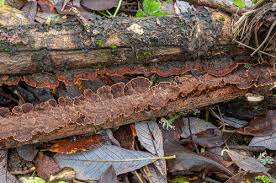 Attēlu rezultāti vaicājumam “Hymenochaete tabacina”