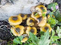 Attēlu rezultāti vaicājumam “Armillaria mellea”