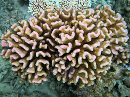 Attēlu rezultāti vaicājumam “Comatricha meandrispora”