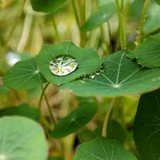 Attēlu rezultāti vaicājumam “Tropaeolum majus leaf”