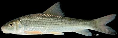 Image result for Minytrema melanops