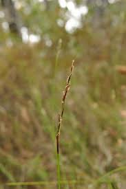 Attēlu rezultāti vaicājumam “Carex capillaris”