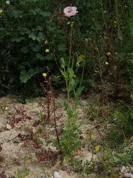 Image result for Papaver somniferum