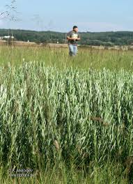 Attēlu rezultāti vaicājumam “Salix rosmarinifolia”