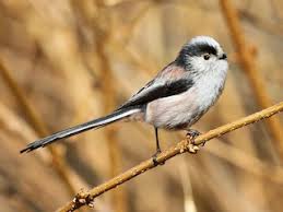 Attēlu rezultāti vaicājumam “Aegithalos caudatus”