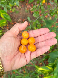 Attēlu rezultāti vaicājumam “Poa angustifolia fruit”