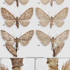 Attēlu rezultāti vaicājumam “Eupithecia venosata”
