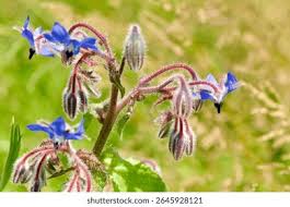 Attēlu rezultāti vaicājumam “Borago officinalis bud”