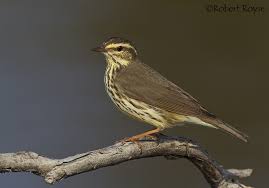 Image result for Seiurus noveboracensis