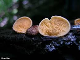 Attēlu rezultāti vaicājumam “Crepidotus versutus”