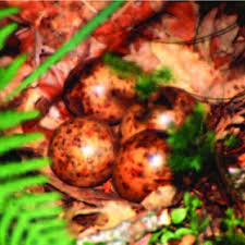 Attēlu rezultāti vaicājumam “Scolopax rusticola nest”