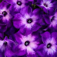 Image result for Petunia hybrida