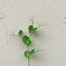 Attēlu rezultāti vaicājumam “Pisum sativum leaf”