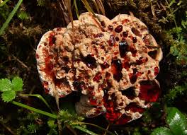 Attēlu rezultāti vaicājumam “Hydnellum ferrugineum”