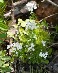 Attēlu rezultāti vaicājumam “Cardamine pratensis flower”