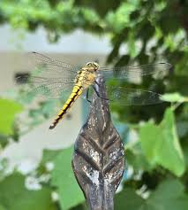 Attēlu rezultāti vaicājumam “Gomphus flavipes”