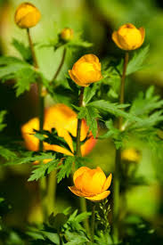 Attēlu rezultāti vaicājumam “Trollius europaeus leaf”