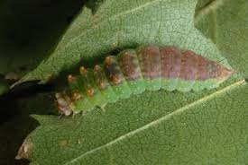 Attēlu rezultāti vaicājumam “Drepana falcataria”