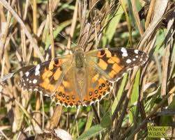Attēlu rezultāti vaicājumam “Vanessa cardui”