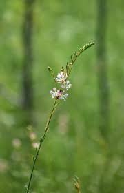 Attēlu rezultāti vaicājumam “Onagraceae”