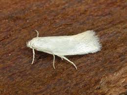 Attēlu rezultāti vaicājumam “Elachista argentella”