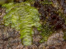 Attēlu rezultāti vaicājumam “Radula complanata”