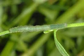 Attēlu rezultāti vaicājumam “Phytometra viridaria”