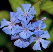 Attēlu rezultāti vaicājumam “Plumbaginaceae”