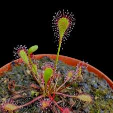 Attēlu rezultāti vaicājumam “Drosera x obovata”