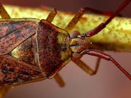 Attēlu rezultāti vaicājumam “Pantilius tunicatus”