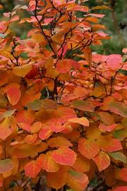 Attēlu rezultāti vaicājumam “Aronia melanocarpa leaf”