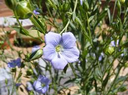 Attēlu rezultāti vaicājumam “Linum usitatissimum flower”