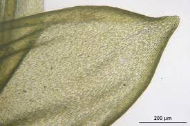 Attēlu rezultāti vaicājumam “Pleurozium schreberi”