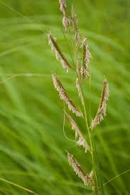 Attēlu rezultāti vaicājumam “Hierochloe odorata”