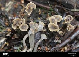 Attēlu rezultāti vaicājumam “Pseudocraterellus”