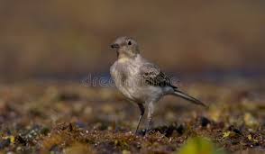 Attēlu rezultāti vaicājumam “Motacilla alba juvenile”