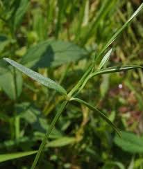 Attēlu rezultāti vaicājumam “Stellaria longifolia flower”