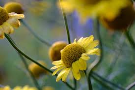 Image result for Anthemis tinctoria