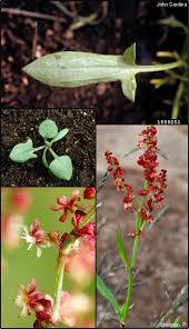 Attēlu rezultāti vaicājumam “Rumex acetosa flower”