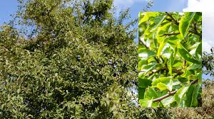 Attēlu rezultāti vaicājumam “Prunus spinosa”