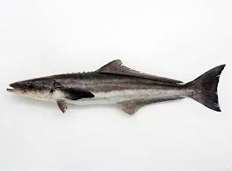 Image result for Rachycentron canadum