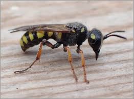 Attēlu rezultāti vaicājumam “Cerceris arenaria”