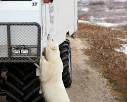 Image result for tundra buggy