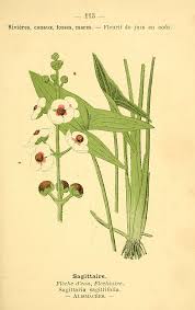 Attēlu rezultāti vaicājumam “Sagittaria sagittifolia”