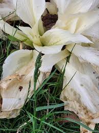 Image result for Hosta White Feather