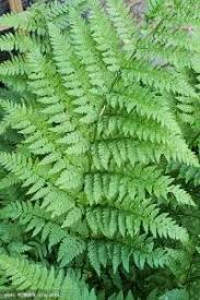 Attēlu rezultāti vaicājumam “Dryopteris carthusiana”