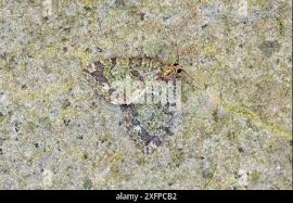 Attēlu rezultāti vaicājumam “Hydriomena furcata”