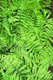 Attēlu rezultāti vaicājumam “Thelypteris palustris”