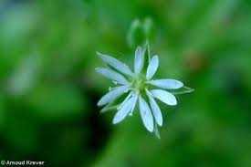 Attēlu rezultāti vaicājumam “Stellaria alsine”